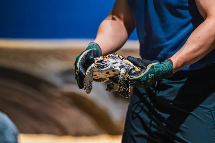 Hawksbill turtle hatchlings at Singapore Oceanarium