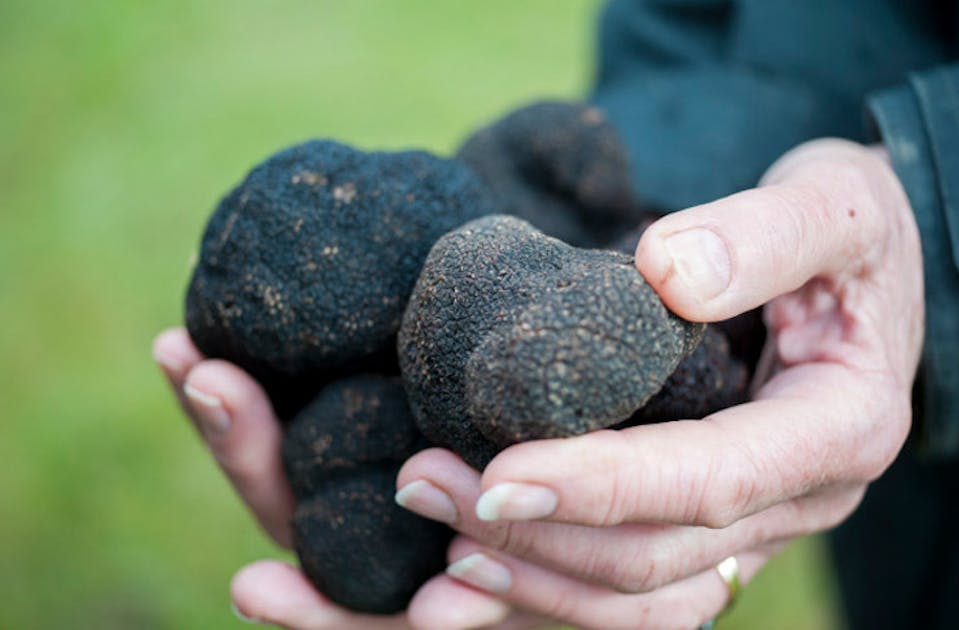 Everything You Need To Know About Truffles URBAN LIST GLOBAL