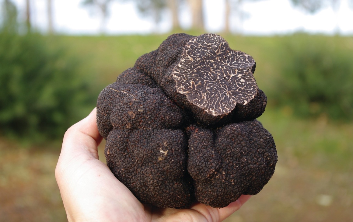 someone holding a large truffle