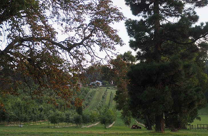 A shot of the lush-green farm with trees and an old tractor.