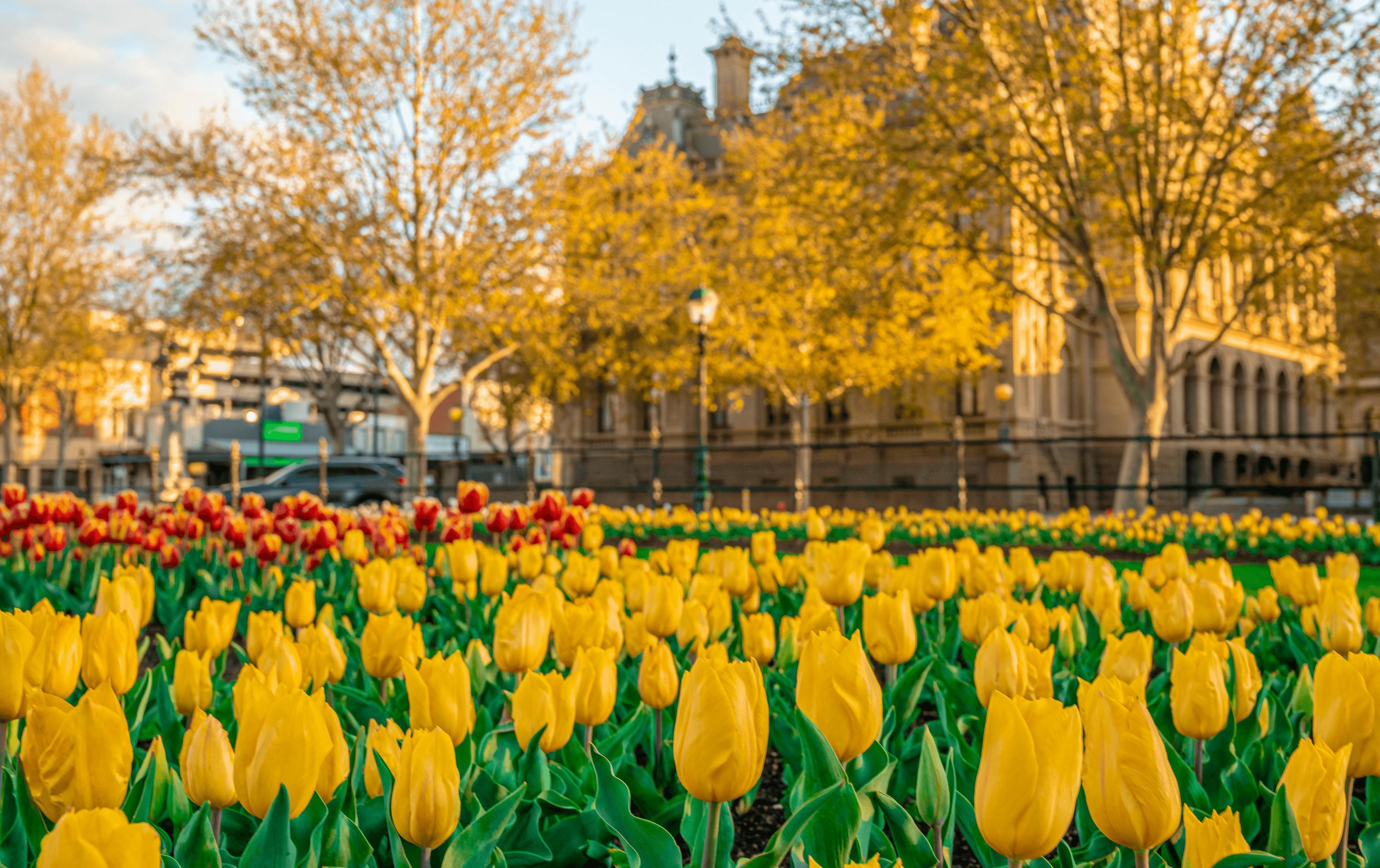 A field of yellow tulips with a building in the background. 