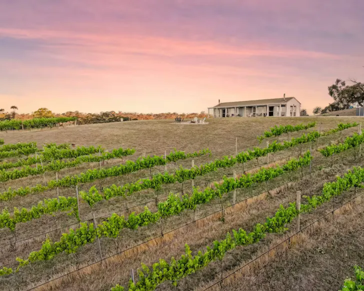 A view of Two Fat Ponies accommodation in Clare Valley surrounded by vines 