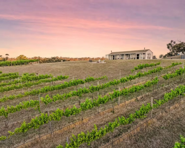 A view of Two Fat Ponies accommodation in Clare Valley surrounded by vines 