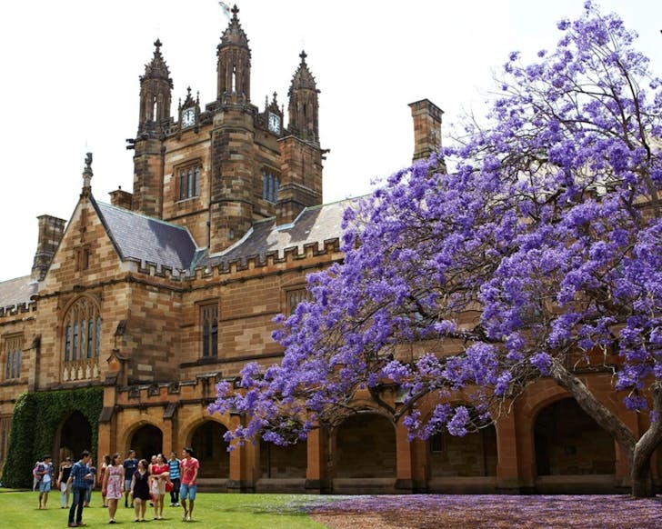 An image of the outside of the University of Sydney's Quadrangle building, with a group of people walking and chatting on the left of the image, and a large, purple jacaranda tree decorating the right side of the image. 