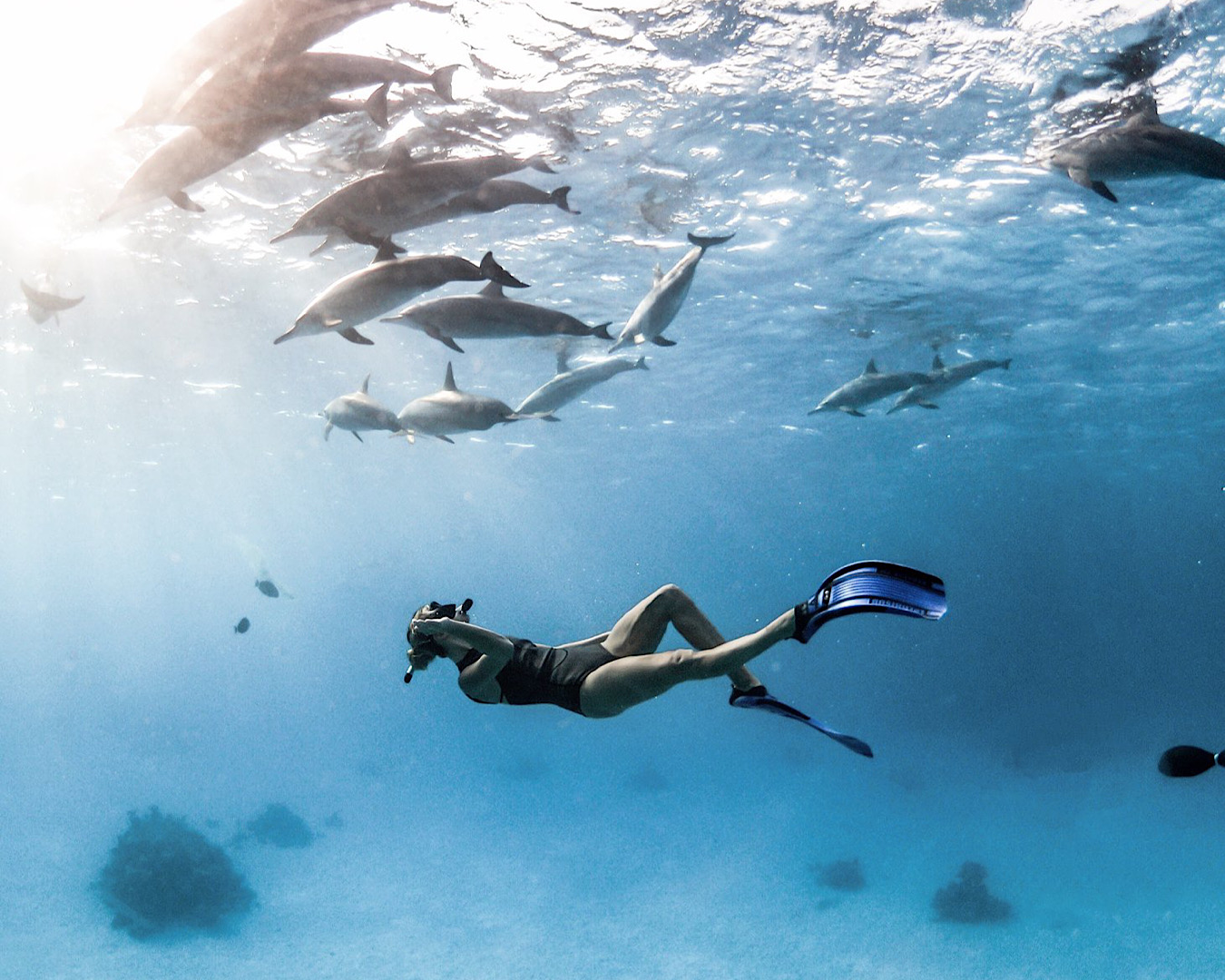A snorkelled swims underneath a pod of dolphins. 