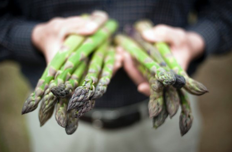 A person holds two bunches of fresh, green asparagus'