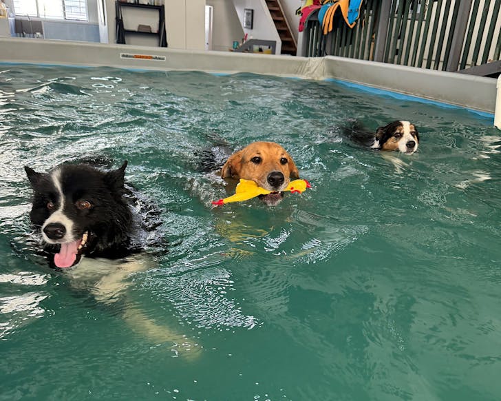 A trio of pups complete swim training with Urban Dogs Puppy Social Club, one of the best dog training facilities in Auckland. 