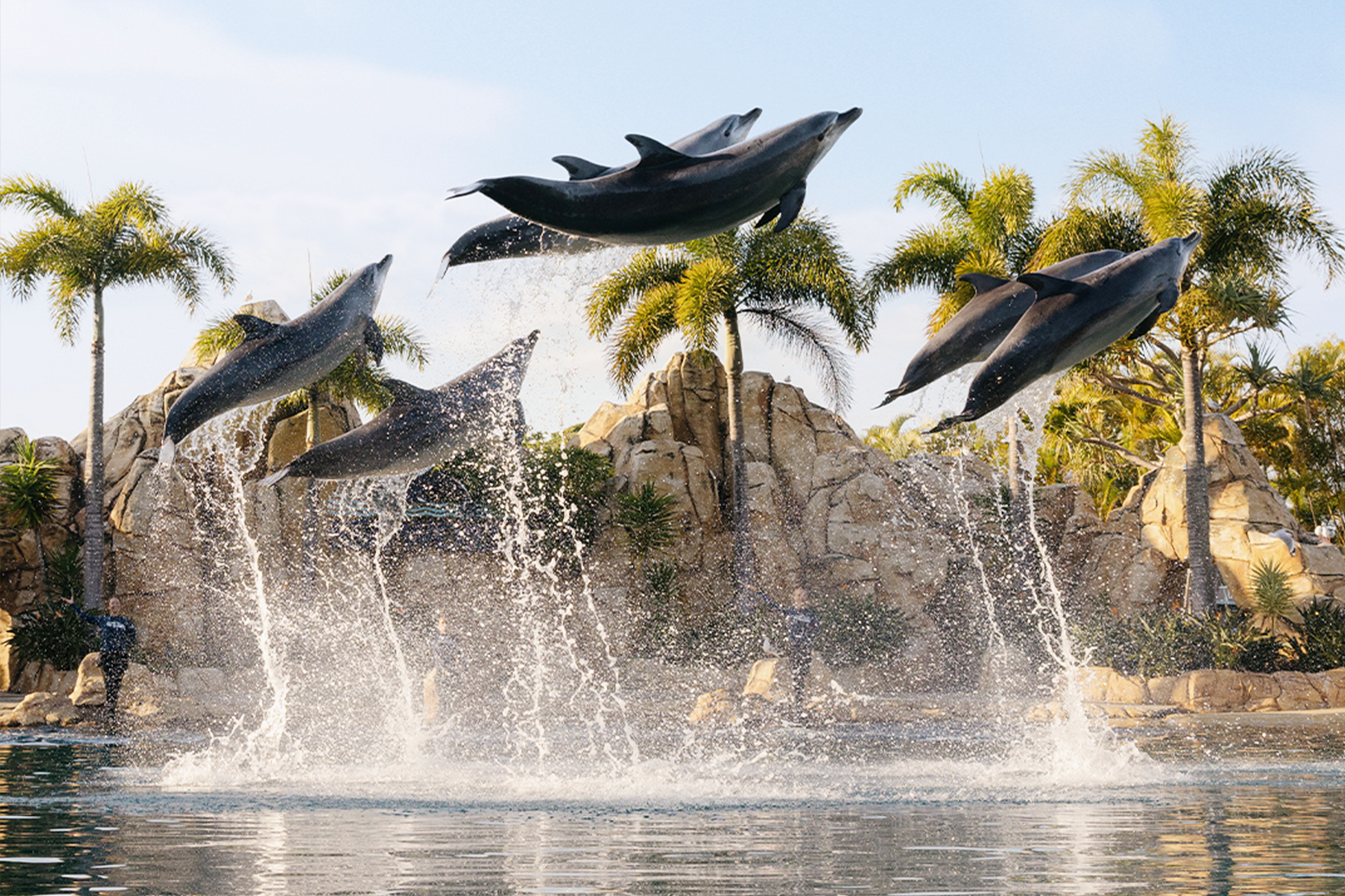 Dolphins diving above water.