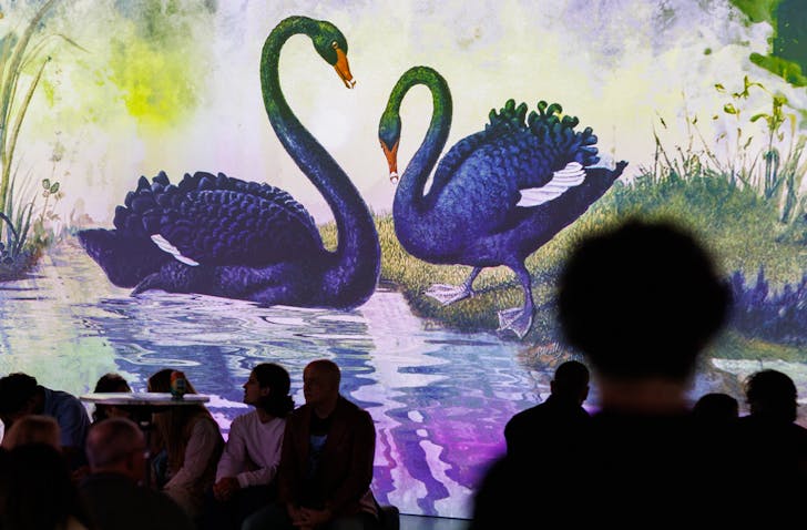 People sitting under projection of swans