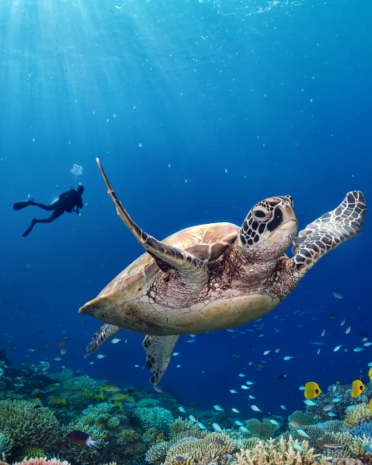 Turtle swimming