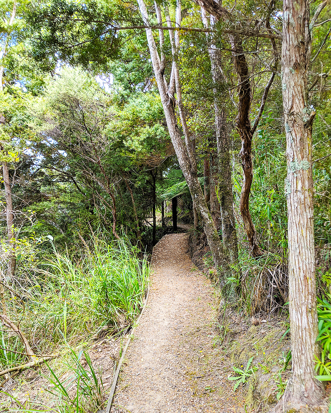 A track through the bush on Waiheke Island.