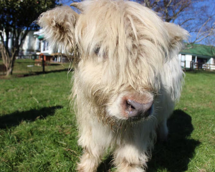 A miniature cow at Waitomo Big Bird B&B & Petting Farm best family friendly accommodation New Zealand