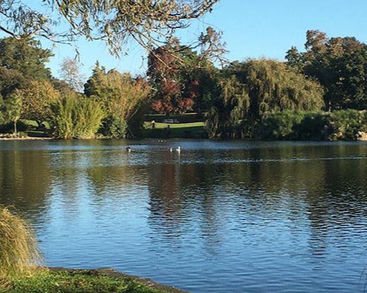 A lake with birds in it, and pretty bush surrounds.