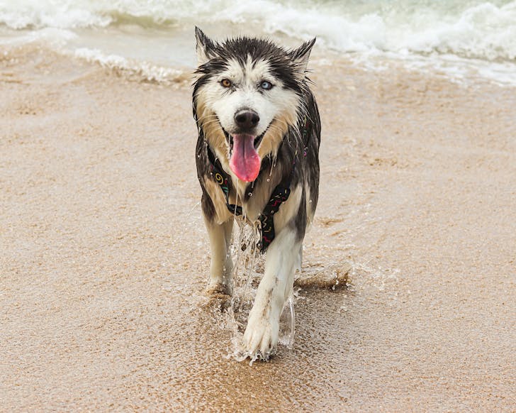A husky with one gold and one blue eye stands on the beach, totally drenched. 