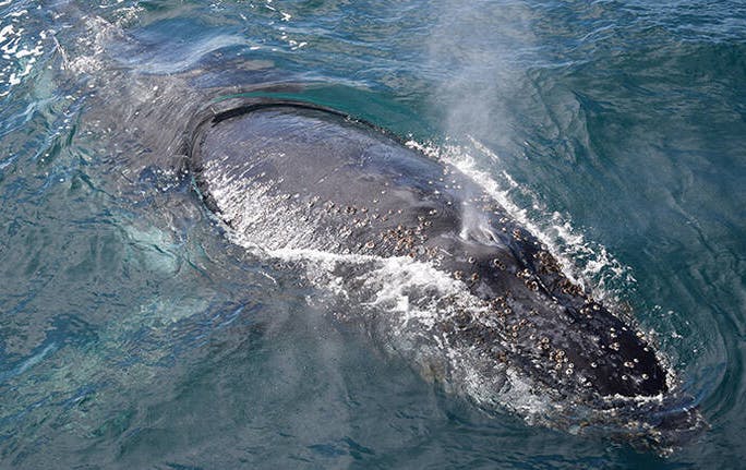 A close of from a whale watching visit with a whale. 