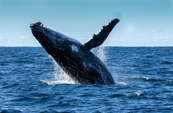 Whale Watch Season