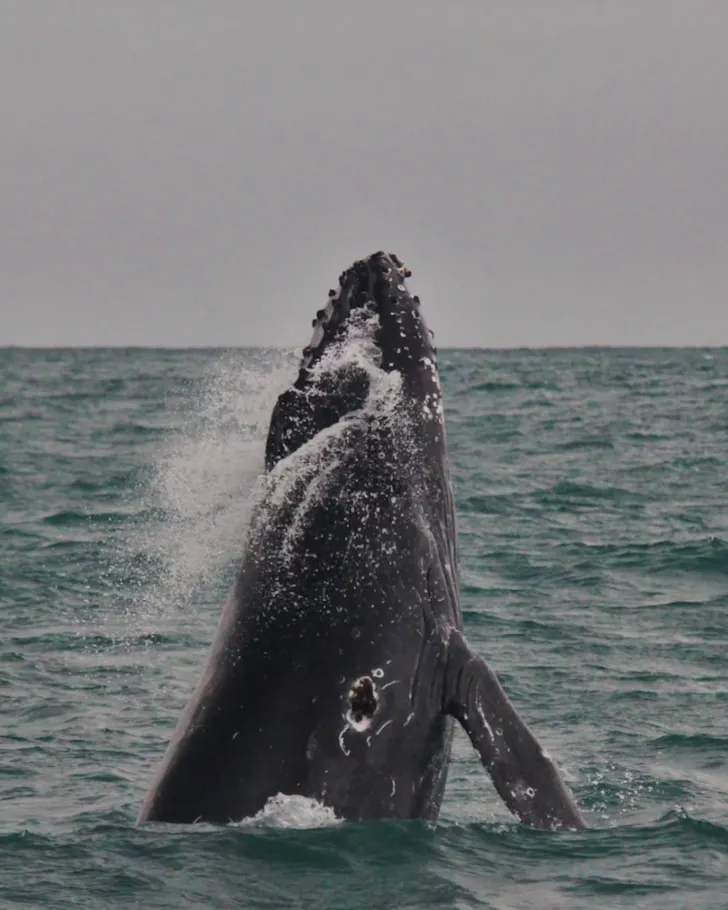 Whale jumping out of the water