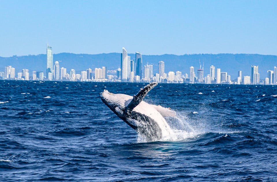 Your Guide To Gold Coast Whale Watching | URBAN LIST GOLD COAST