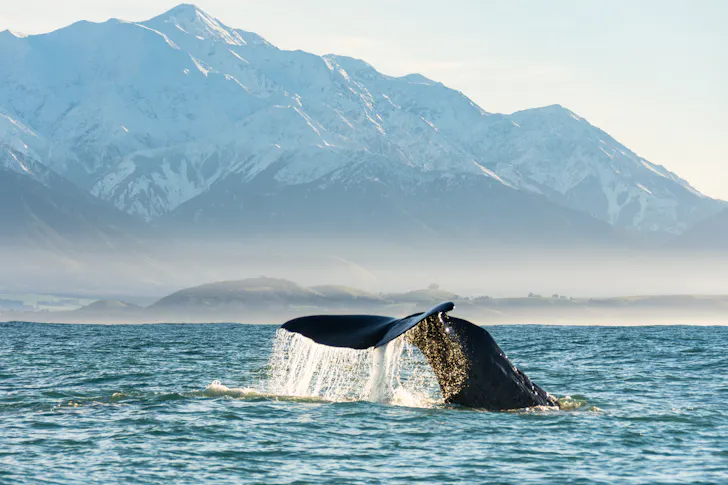 Whale watching in New Zealand