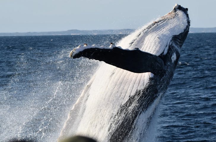 Whale Watching Season