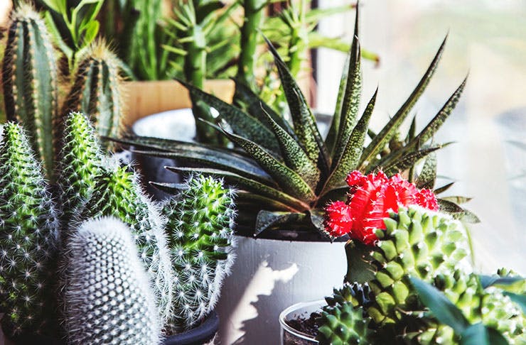 What Indoor Plant You Should Get Based On Your Star Sign