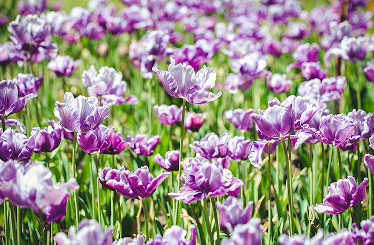 where to spot wildflowers perth