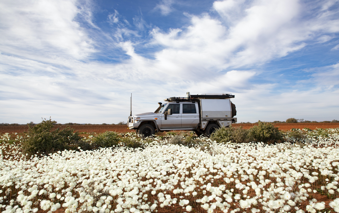 A 4WD sits on the road behind a field of flowers