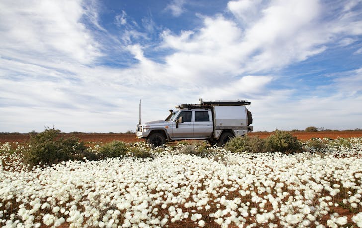 A 4WD sits on the road behind a field of flowers