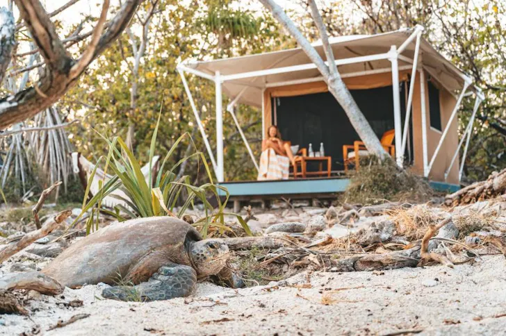 A turtle out the front of a tent at Wilson_Island one of the best glamping spots in Queensland