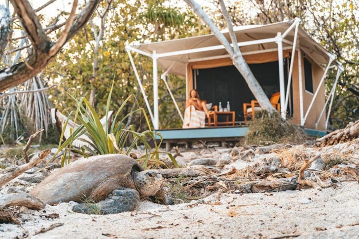 A turtle out the front of a tent at Wilson_Island one of the best glamping spots in Queensland