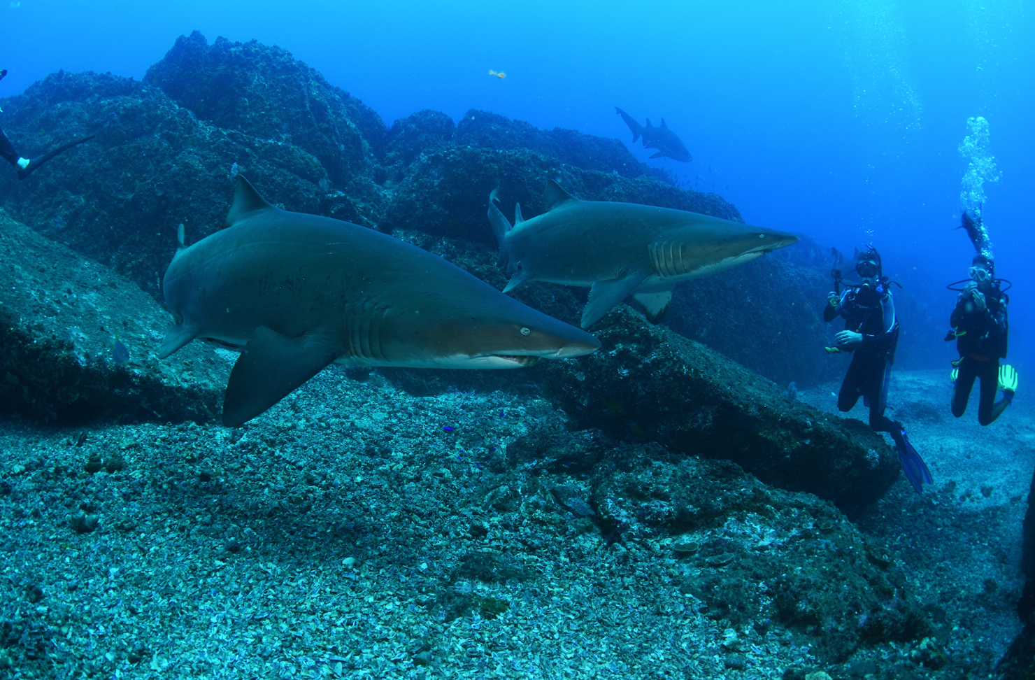 Divers swim with grey nurse sharks at Wolf Rock in Queensland.
