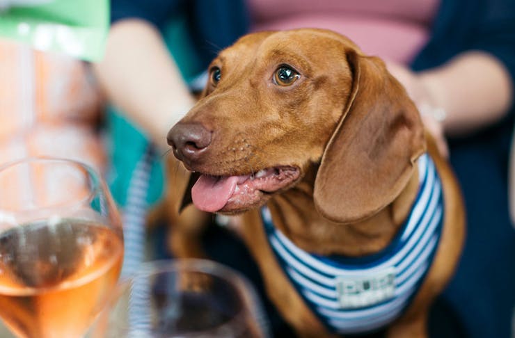 A sausage dog sitting next to a glass of rose wine