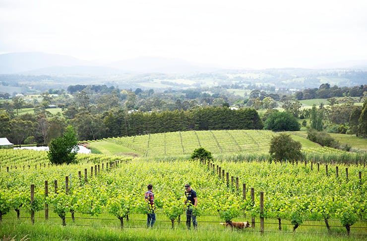 A green vineyard with two men and a dog. 