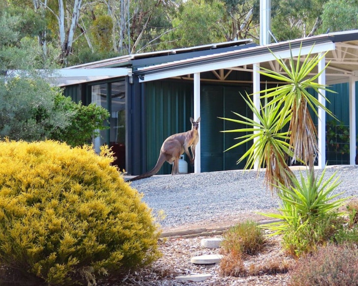 A kangaroo in front of Yarrabee Retreat accommodation one of the best Airbnbs in Clare Valley