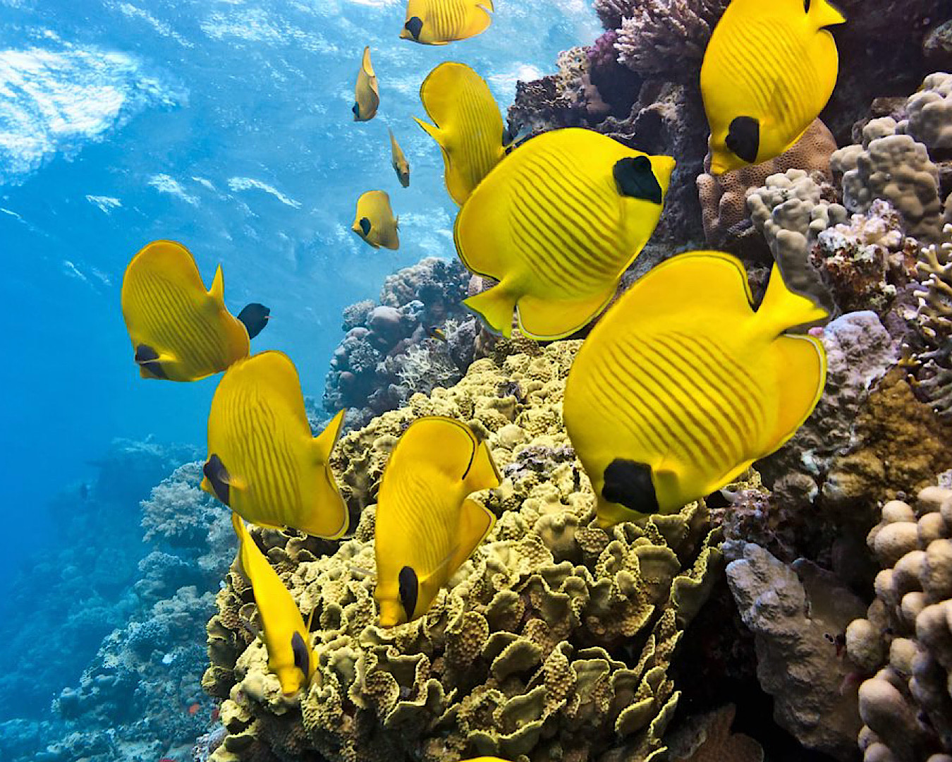 Tropical yellow fish hang out around some coral in Fiji. 