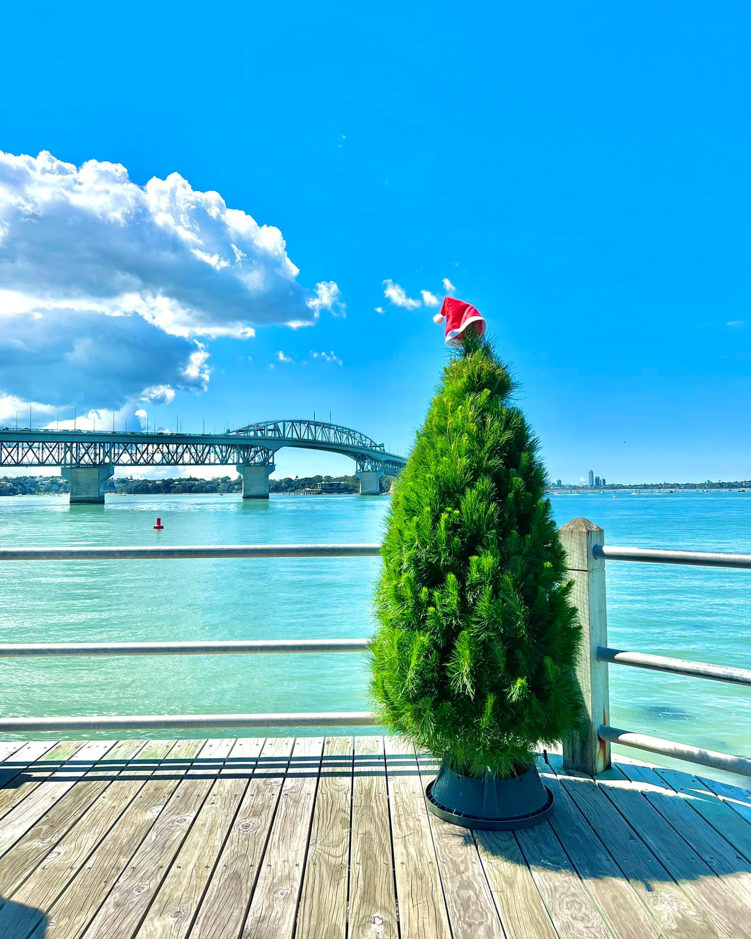 One of Zach's Christmas trees stands in the sun with the harbour bridge behind. one of the best places to get a real Christmas tree in Auckland this year.