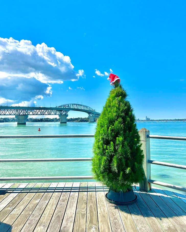 One of Zach's Christmas trees stands in the sun with the harbour bridge behind. one of the best places to get a real Christmas tree in Auckland this year.