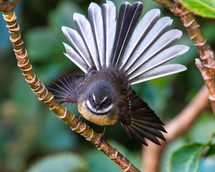 A fantail at Zealandia Te MÄra a TÄne