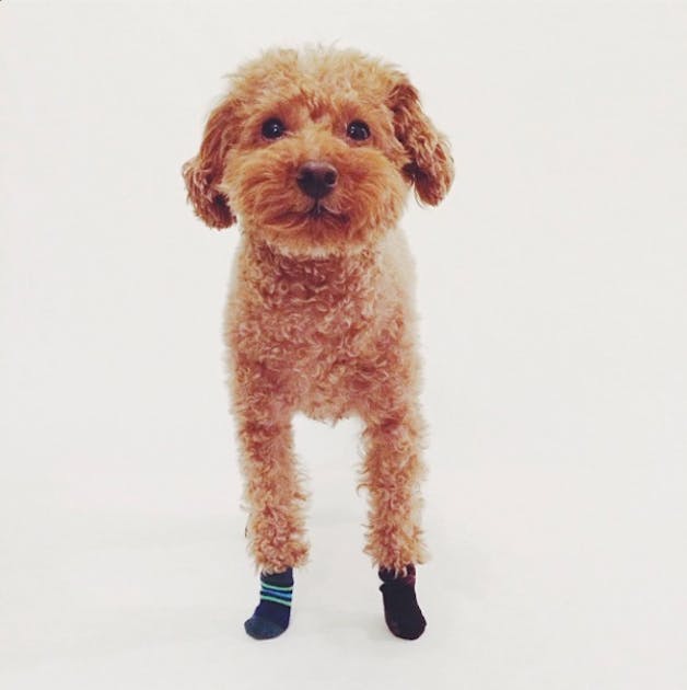 10 Dogs to Follow on Instagram URBAN LIST GLOBAL