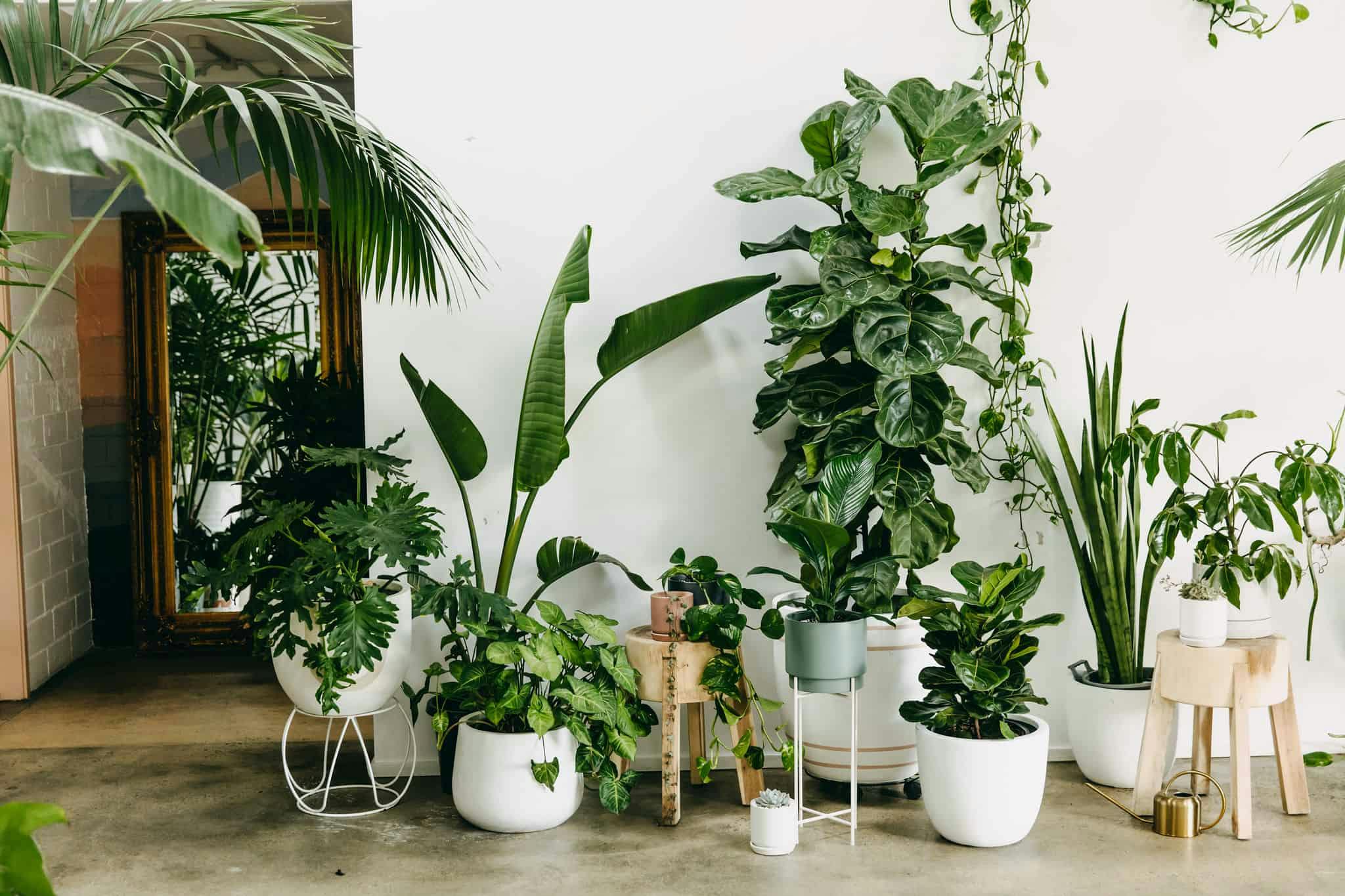 Green Assembly Indoor Plant Delivery perth