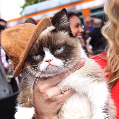 The Cool Cats Of Instagram Urban List