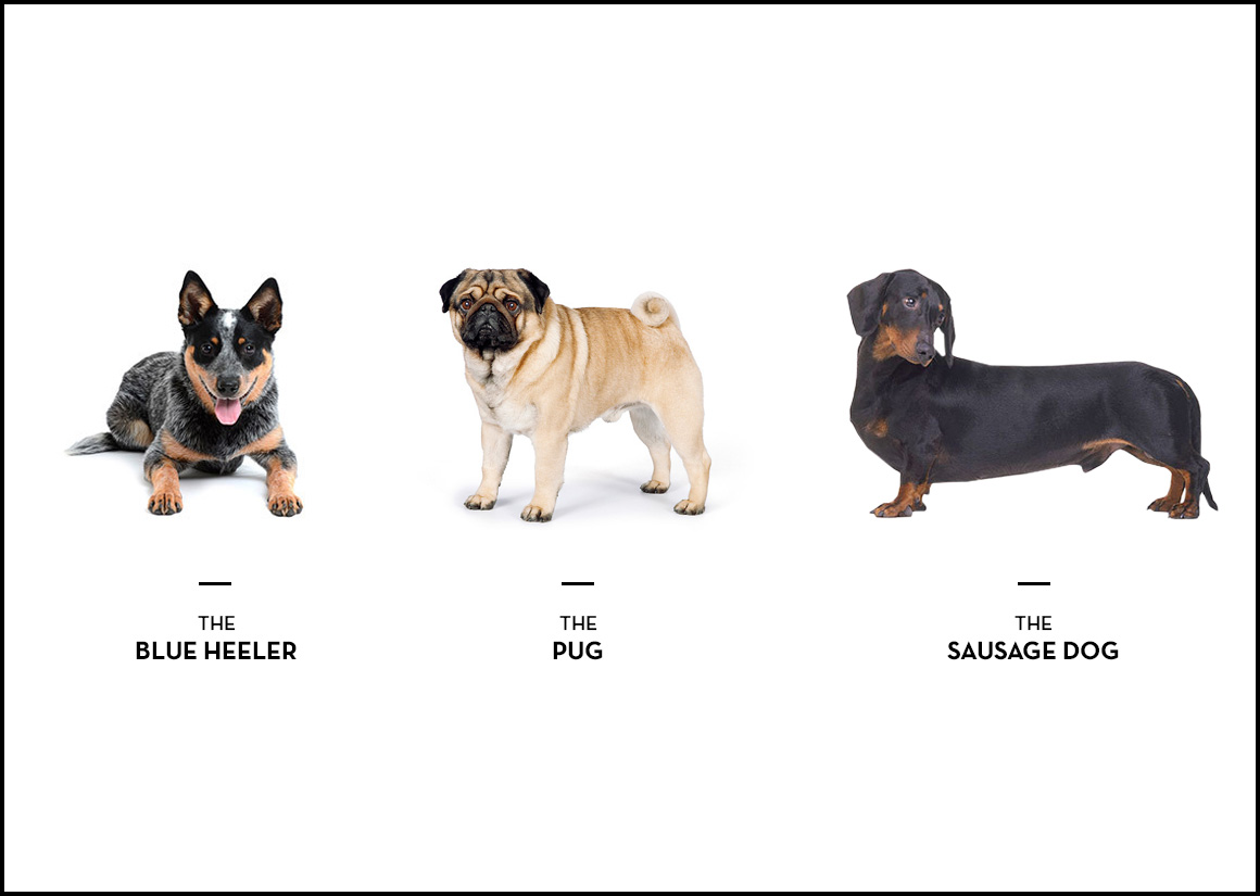 What your dog breed says about you