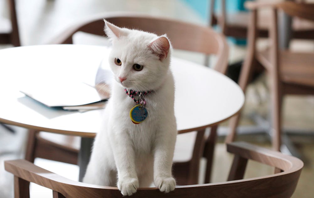 The Gold Coast is Getting a Cat Café! URBAN LIST GOLD COAST