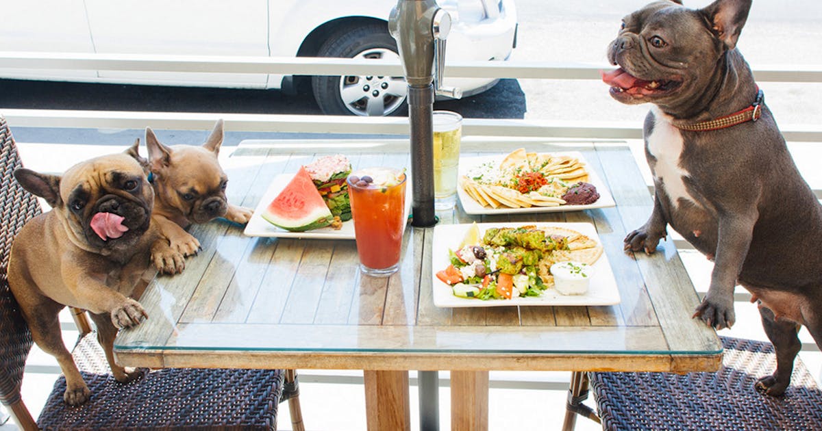 The Best Sunshine Coast Cafes For Patting Other People's Dogs | Urban List  Sunshine Coast