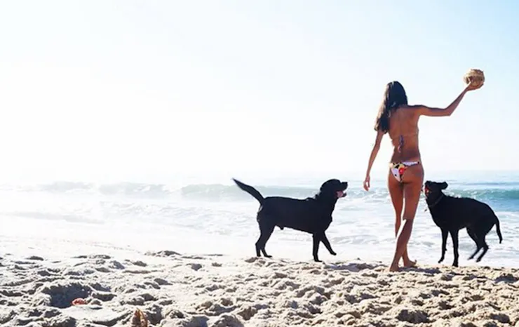 5 Of The Best Dog Beaches On The Sunshine Coast | Urban ...