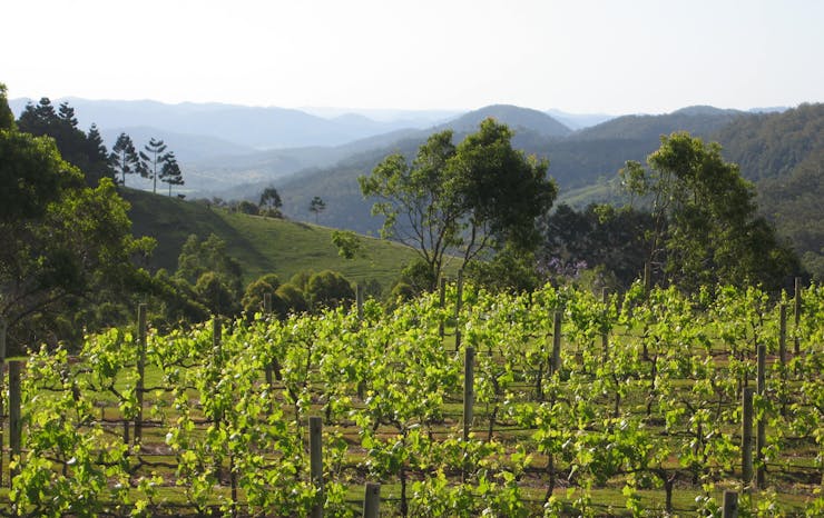 A vineyard overlooking valleys on the Sunshine Coast, Queensland.