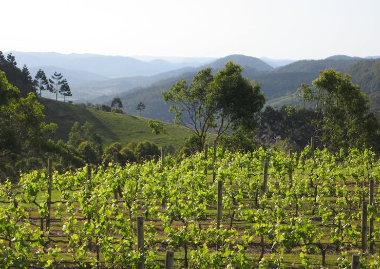 A vineyard overlooking valleys on the Sunshine Coast, Queensland.