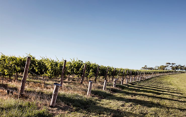 Rows of trees at a wine vineyard.