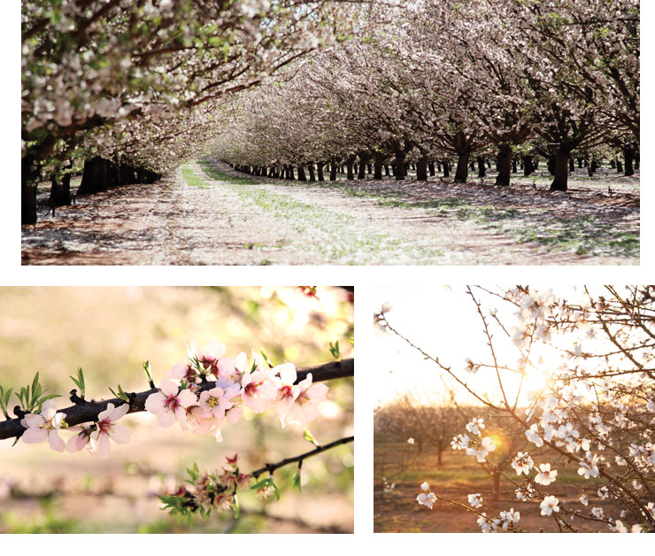 almond blossoms victoria