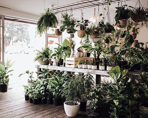 The interior of the Aloe Flora indoor plant shop in Maleny.